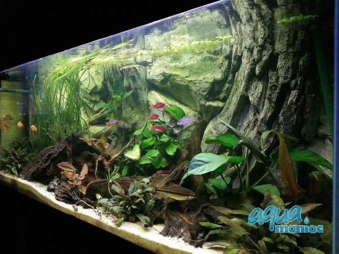 3D Background Root 106x56cm to fit Aqua Oak 120 Aquarium