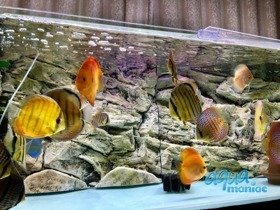 Fluval Vicenza 180 beige rock background 88x46cm 2 sections